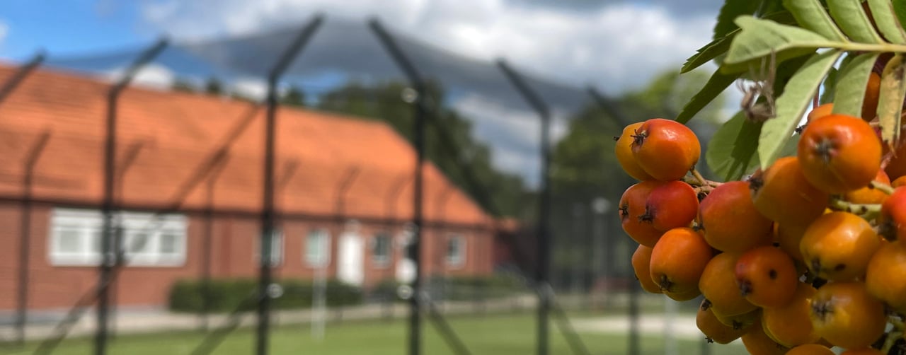 Bild på en rönnbärsklase och ett SiS-hem med stängsel i bakgrunden.