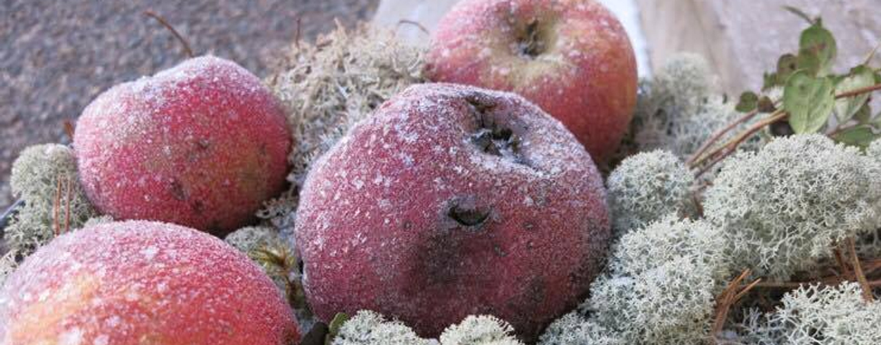 Vinteräpplen på en bädd av mossa.