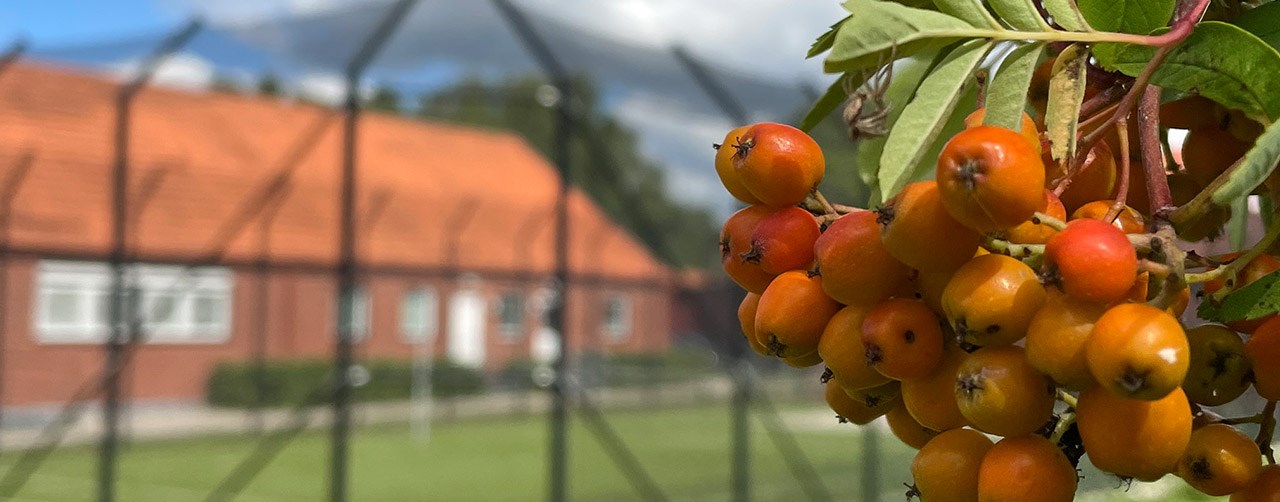 Bilden visar bär på en trädgren och ett stängsel samt en byggnad i bakgrunden.