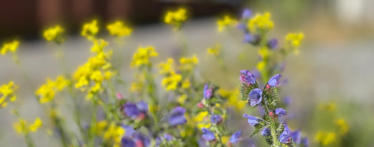 Blommor vid vägkant